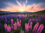 Ravensburger Lupins 500 Piece Puzzle