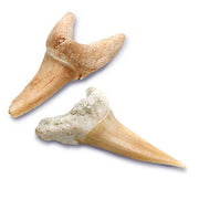 Mini Shark Tooth Excavation Kit (2 Pack)