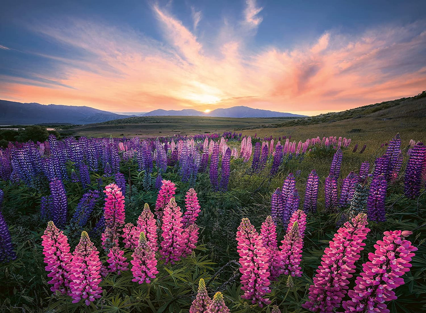 Ravensburger Lupins 500 Piece Puzzle